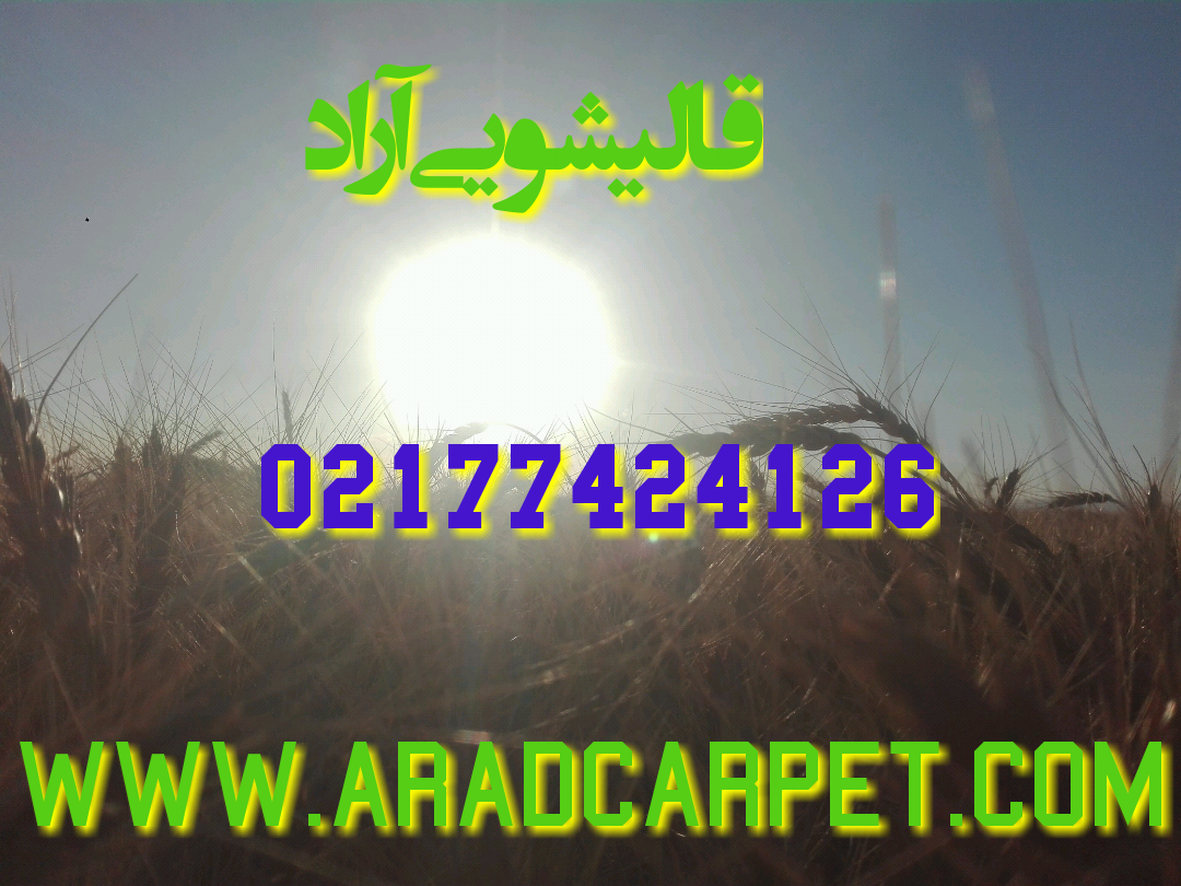قالیشویی قالیشویی در منطقه محدوده حوالی هاشم اباد 77424126